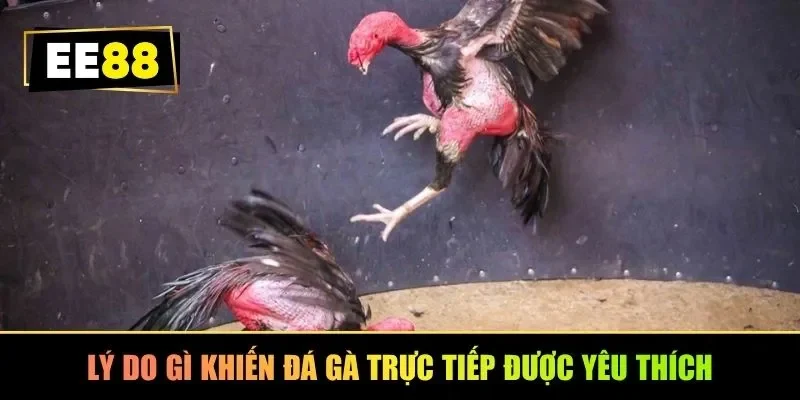 Lý do gì khiến đá gà trực tiếp được yêu thích