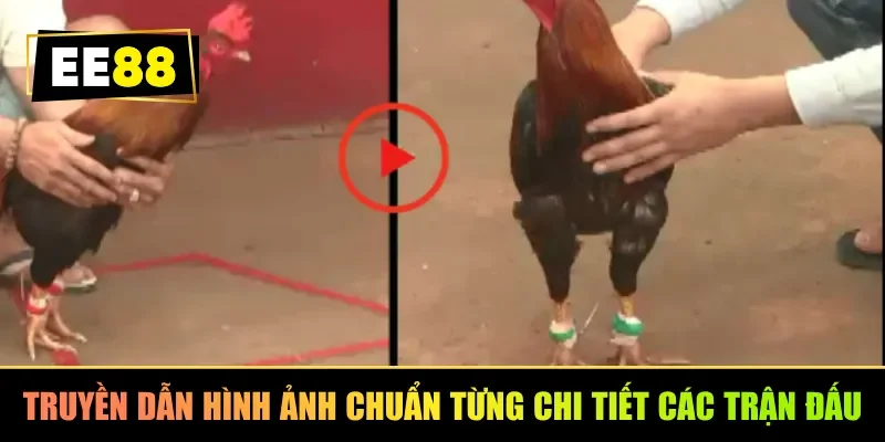 Truyền dẫn hình ảnh chuẩn từng chi tiết cho các trận đấu